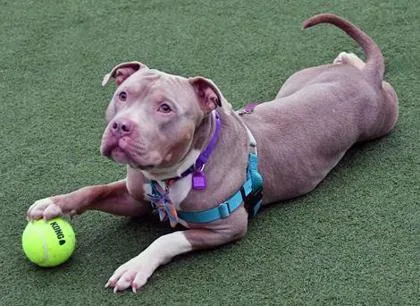 Saint Nicholas thumbnail 3