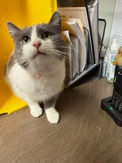 An adult medium-sized female Domestic Short Hair cat named Shona for adoption in Cleveland, OH