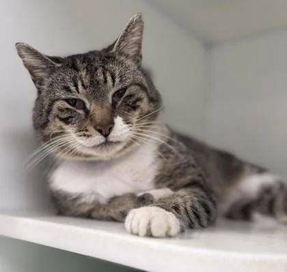 Quitsies thumbnail 2