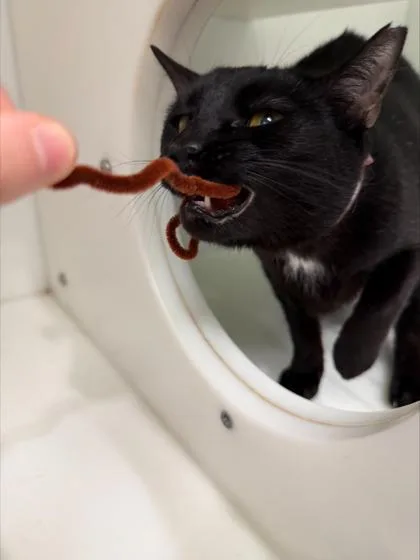 Midnight thumbnail 2