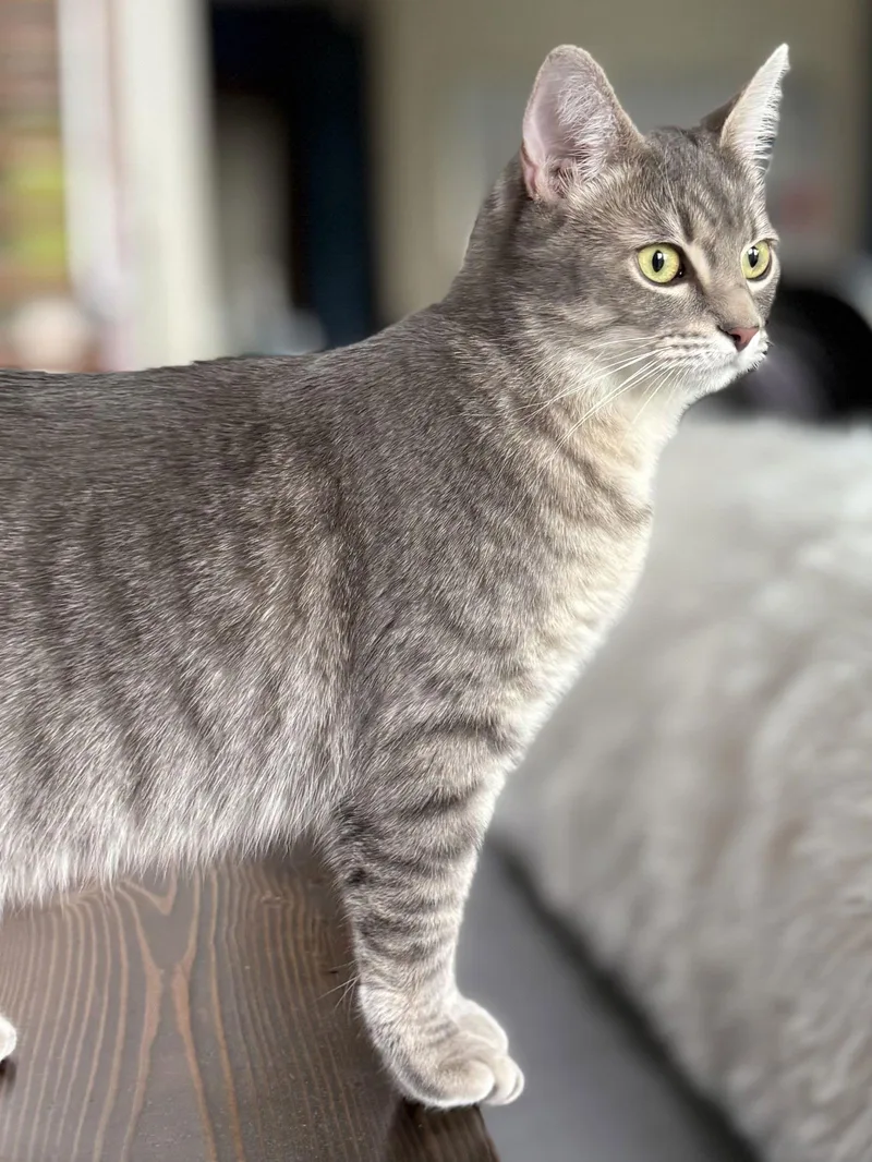 Isabella thumbnail 2