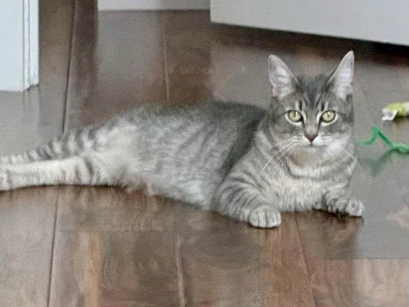 Isabella thumbnail 3