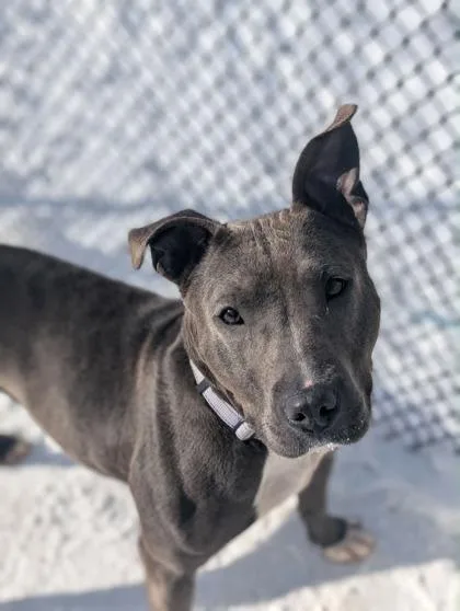 Daffodil thumbnail 2