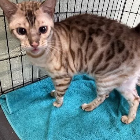 Clementine thumbnail 3