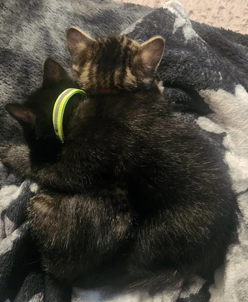 Green Eggs And Ham thumbnail 4