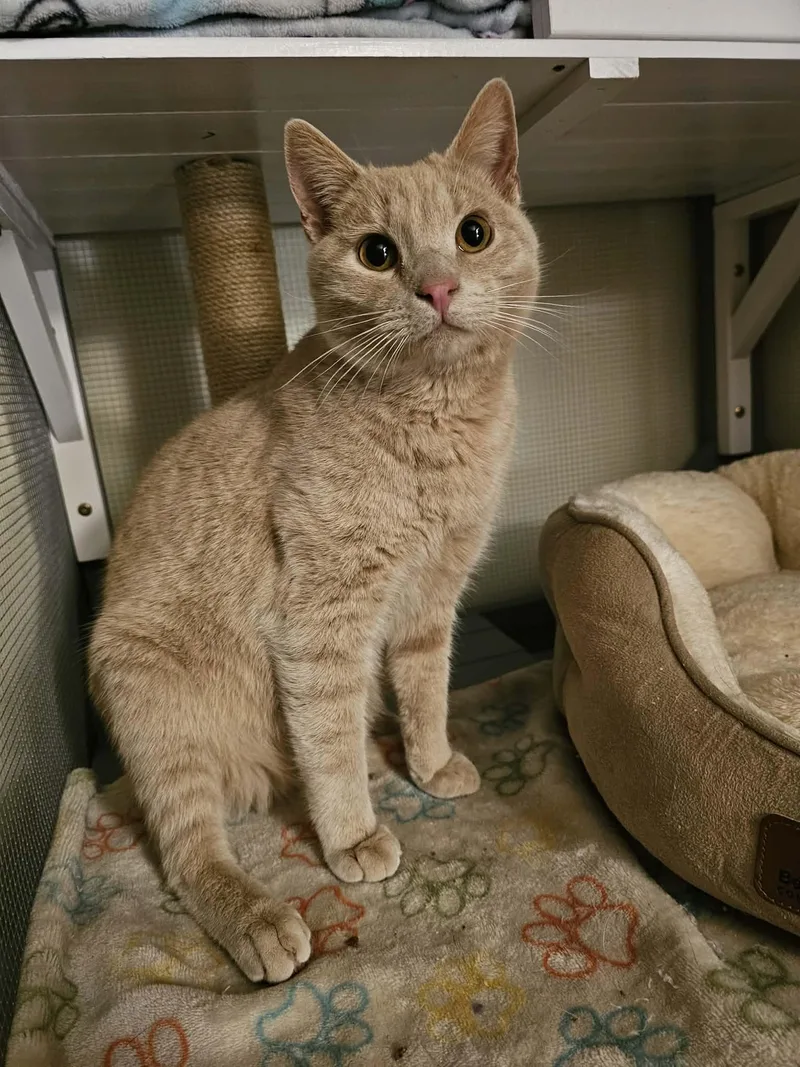 Orange Fizz thumbnail 2