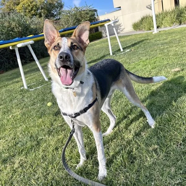 A young large-sized male Australian Cattle Dog / Blue Heeler dog named Cosmo for adoption in Oakland, CA