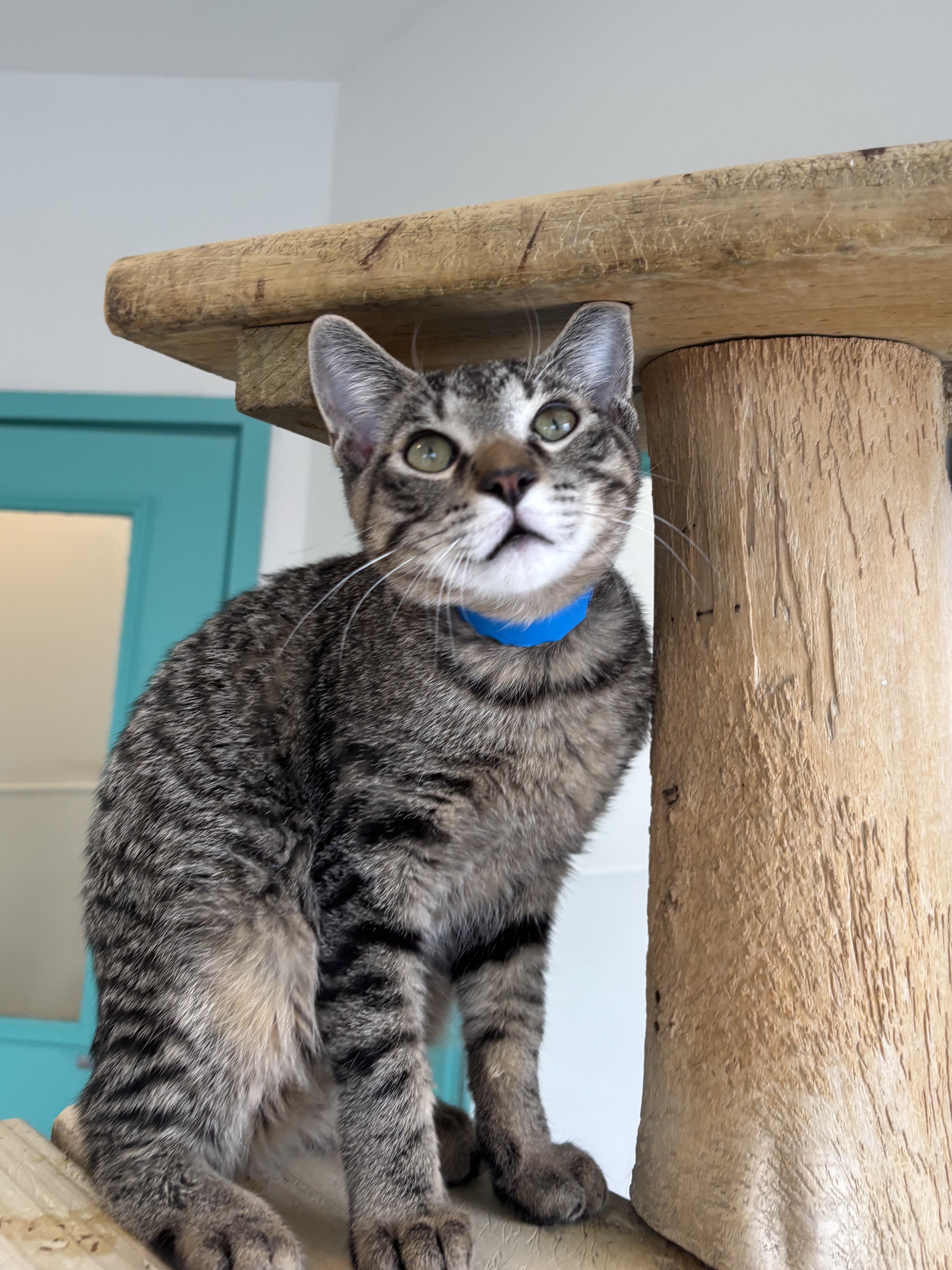 Butterscotch thumbnail 2