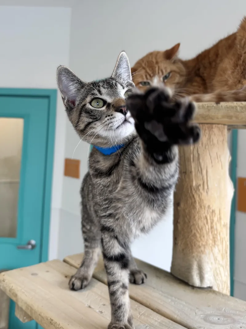 Butterscotch thumbnail 3