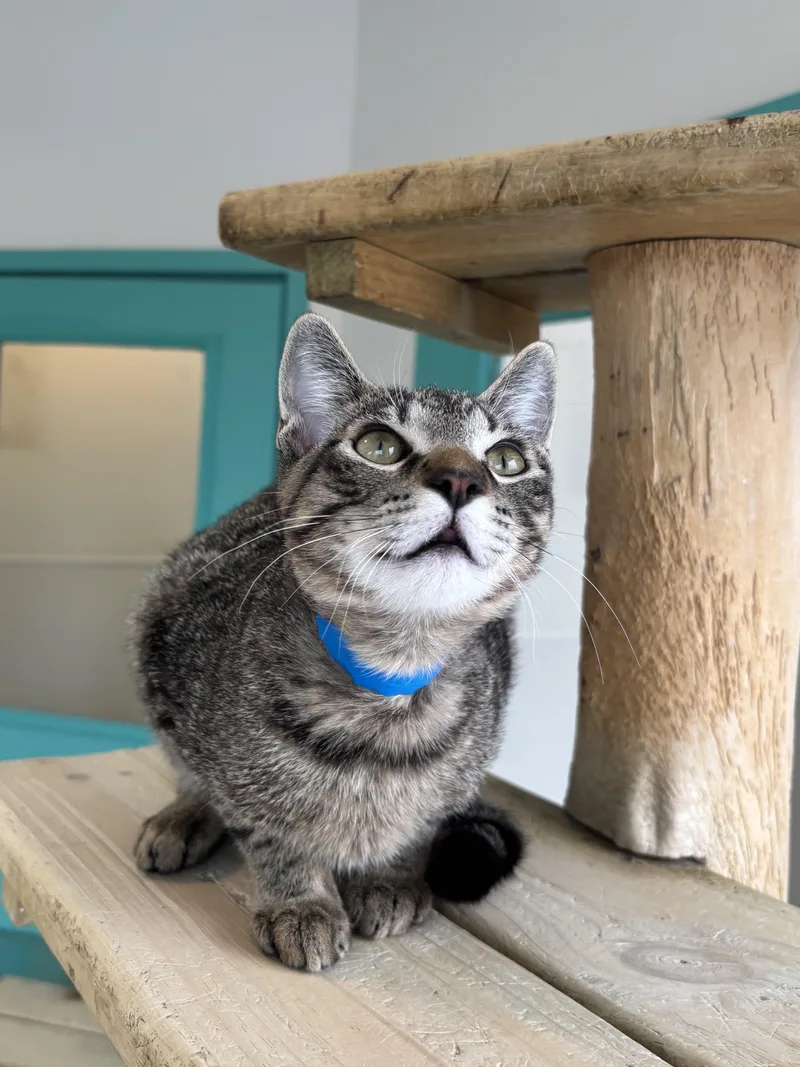 Butterscotch thumbnail 4