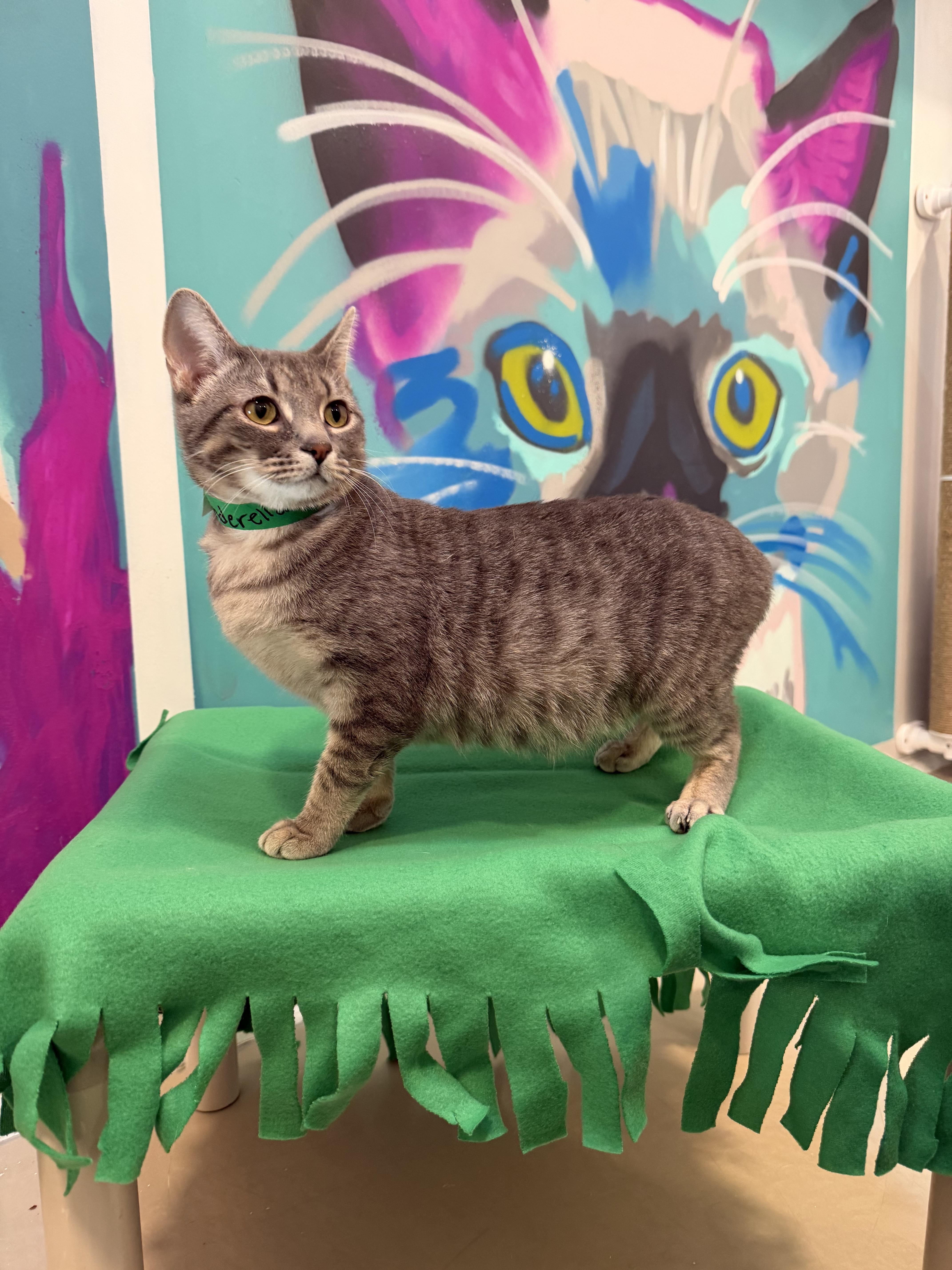 Cinderella thumbnail 2