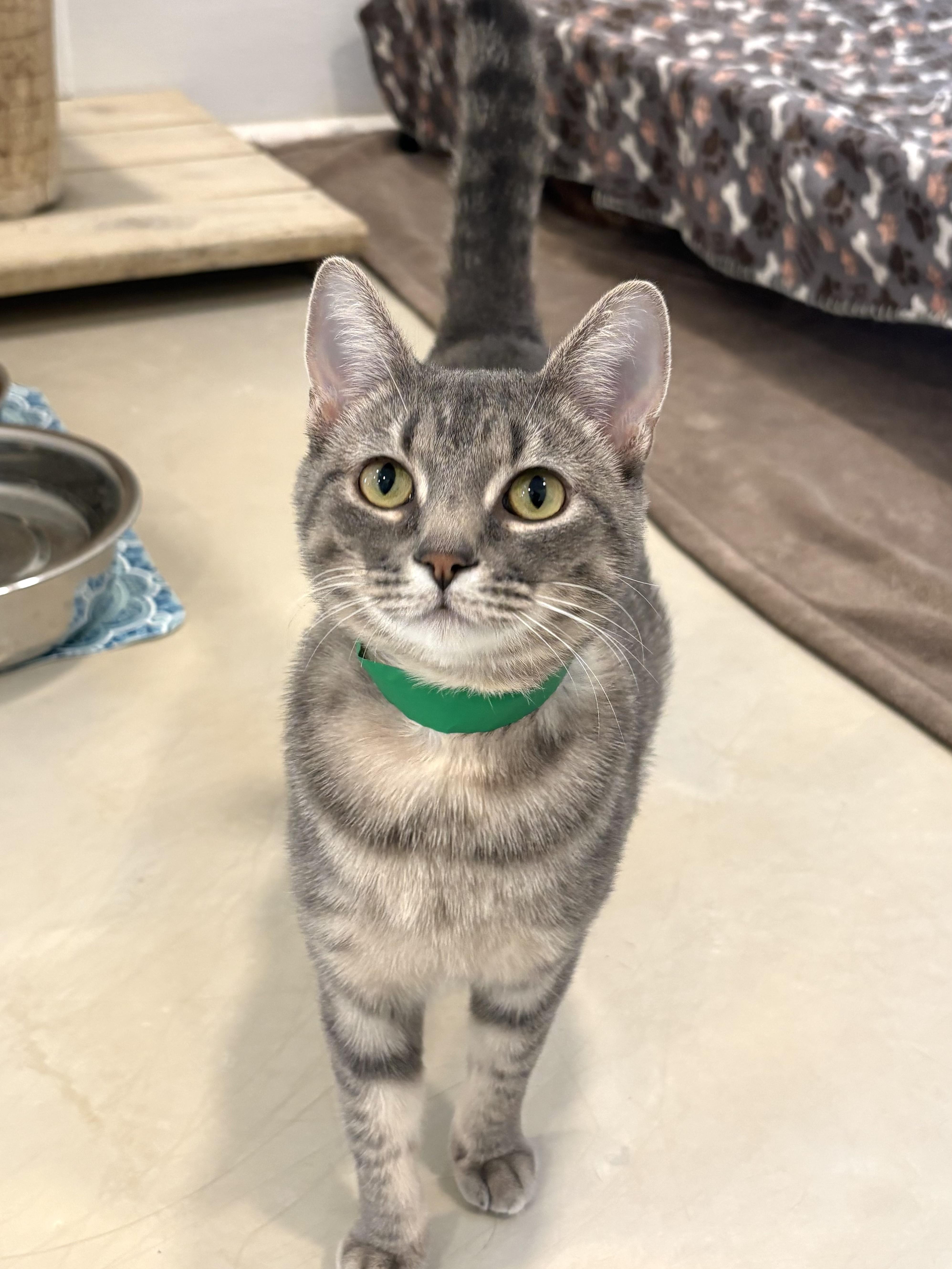 Cinderella thumbnail 3