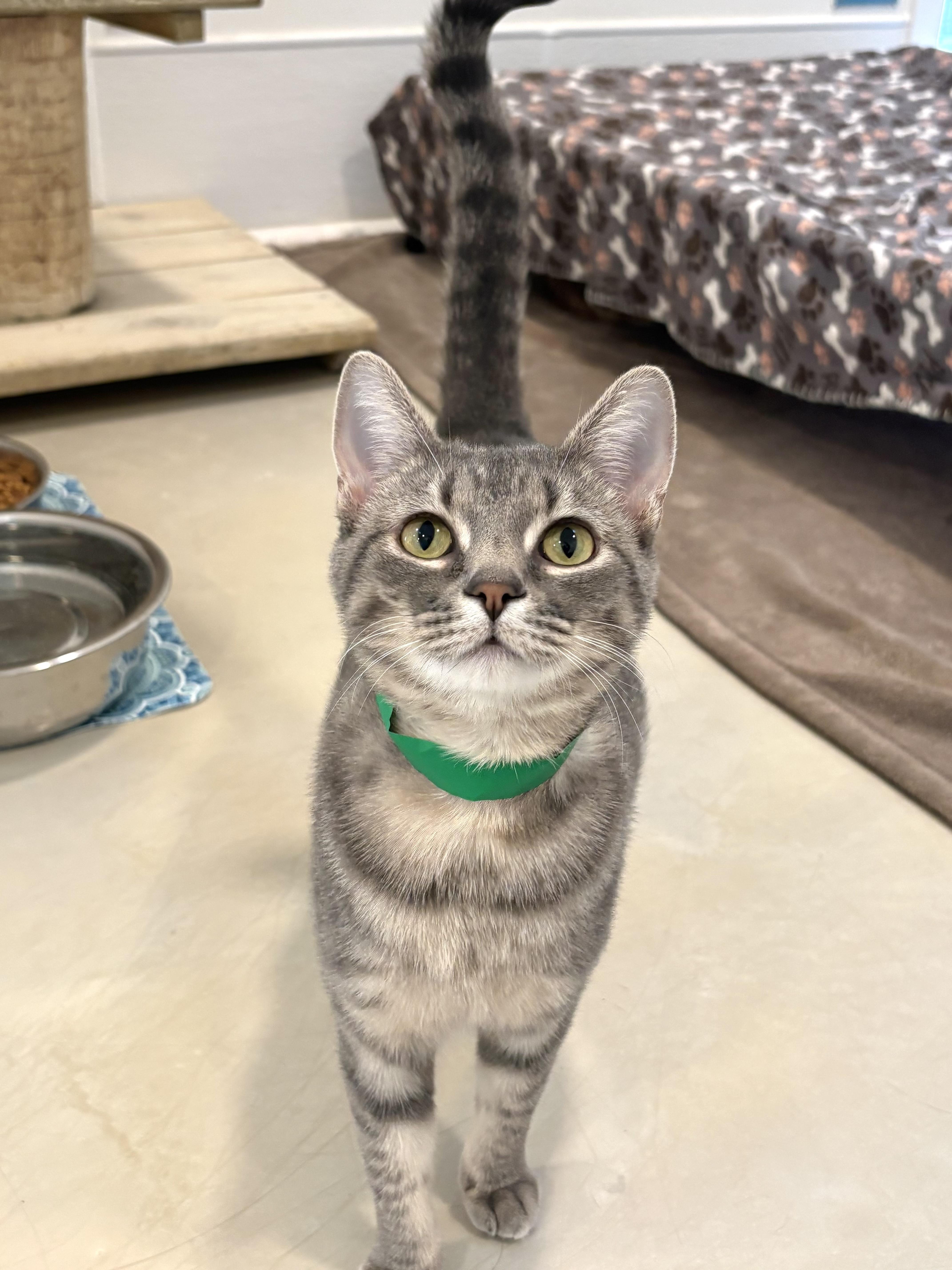 Cinderella thumbnail 4