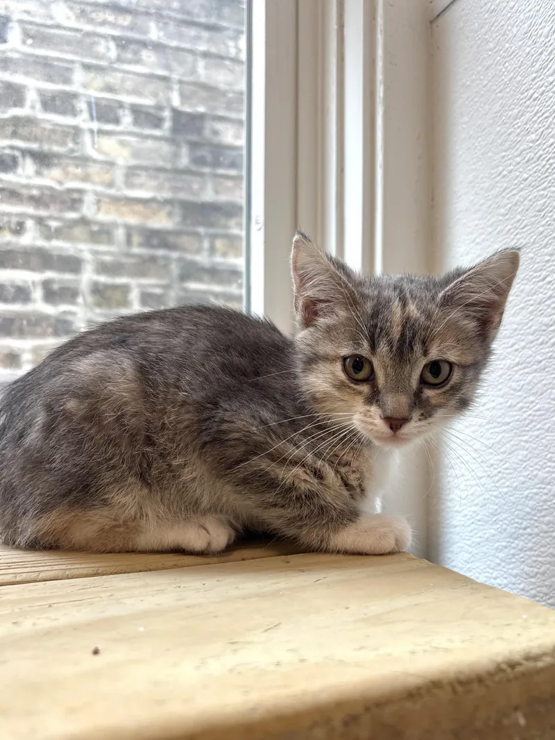 French Dip thumbnail 2