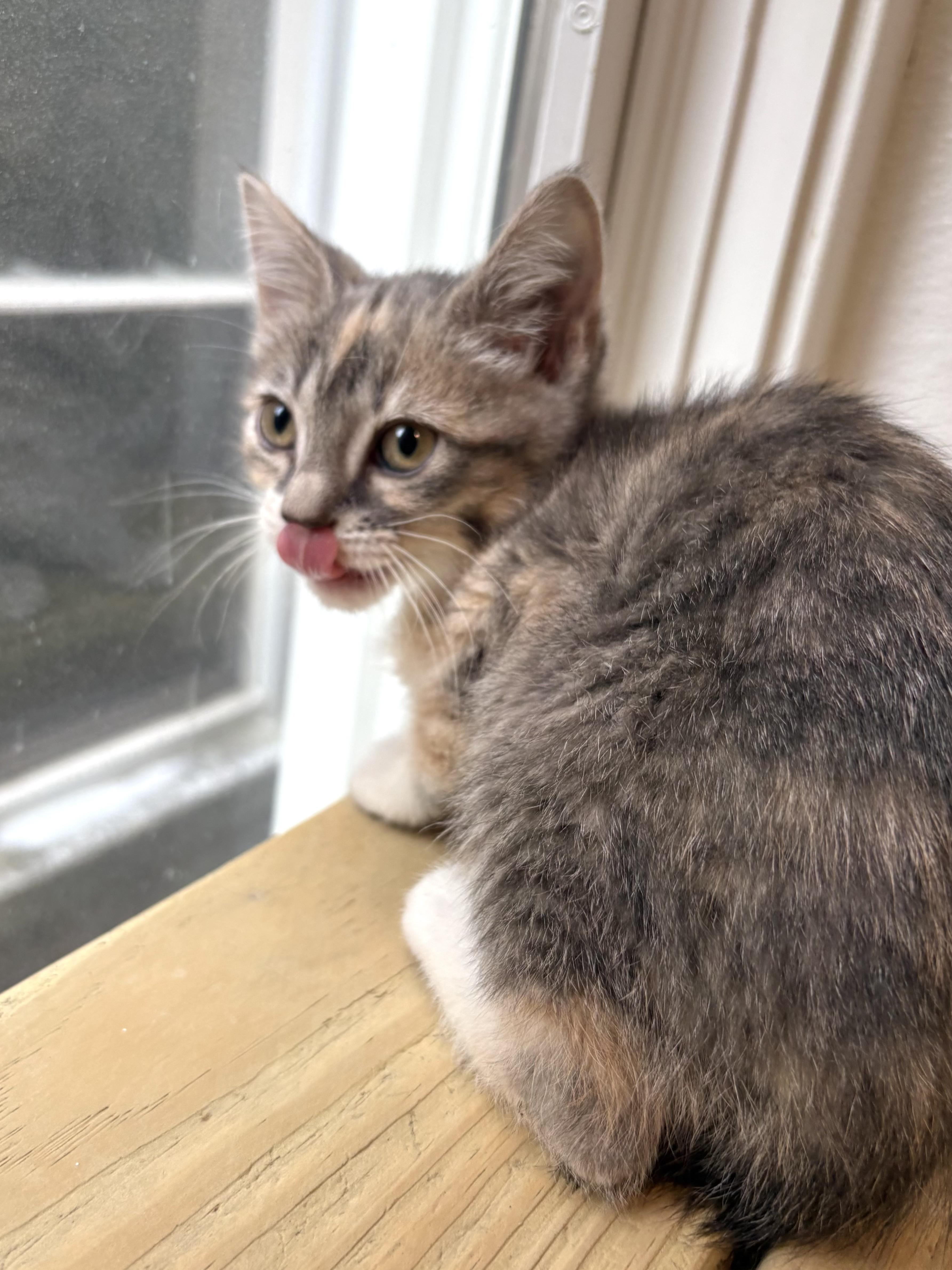 French Dip thumbnail 3