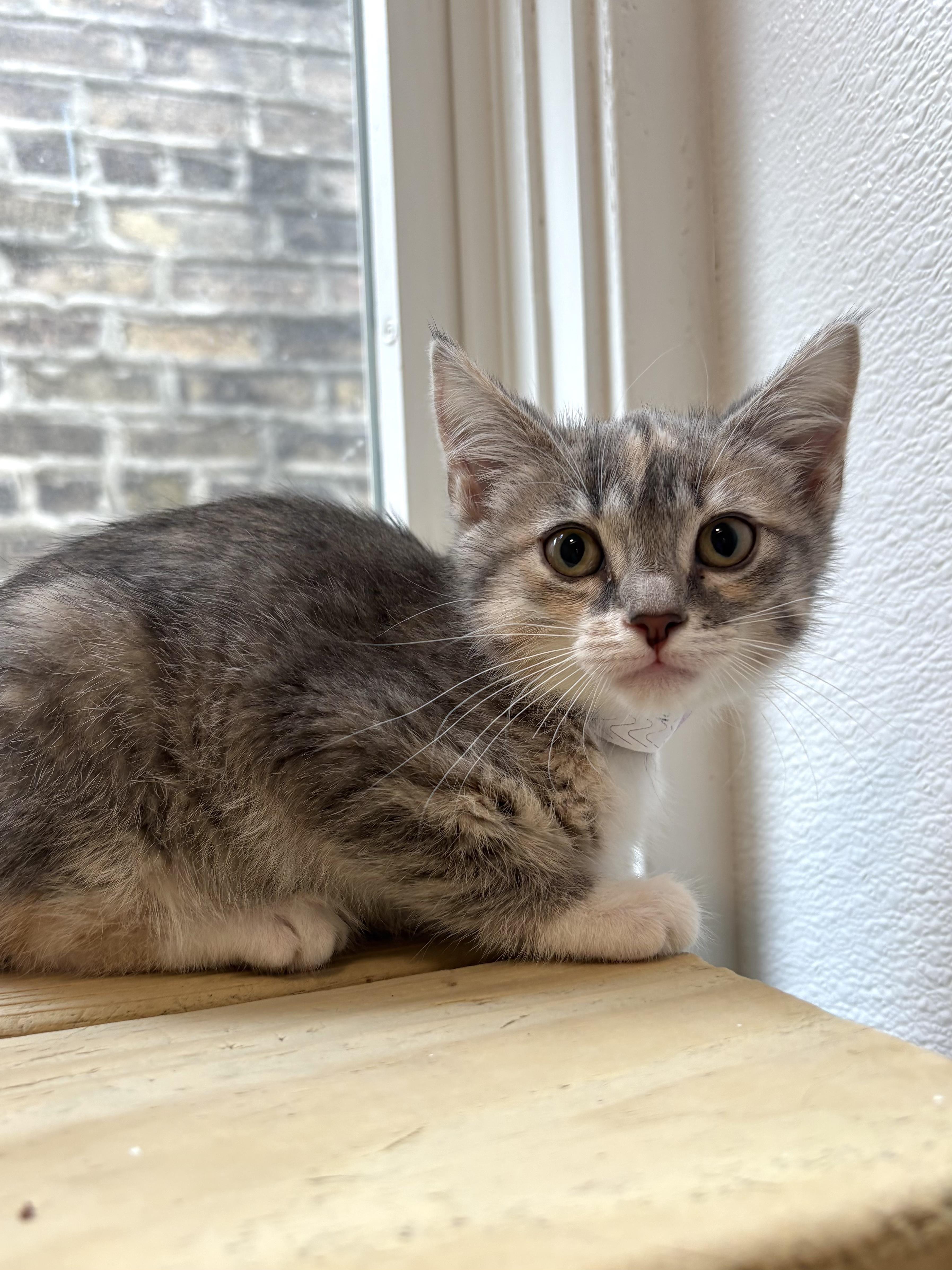 French Dip thumbnail 4