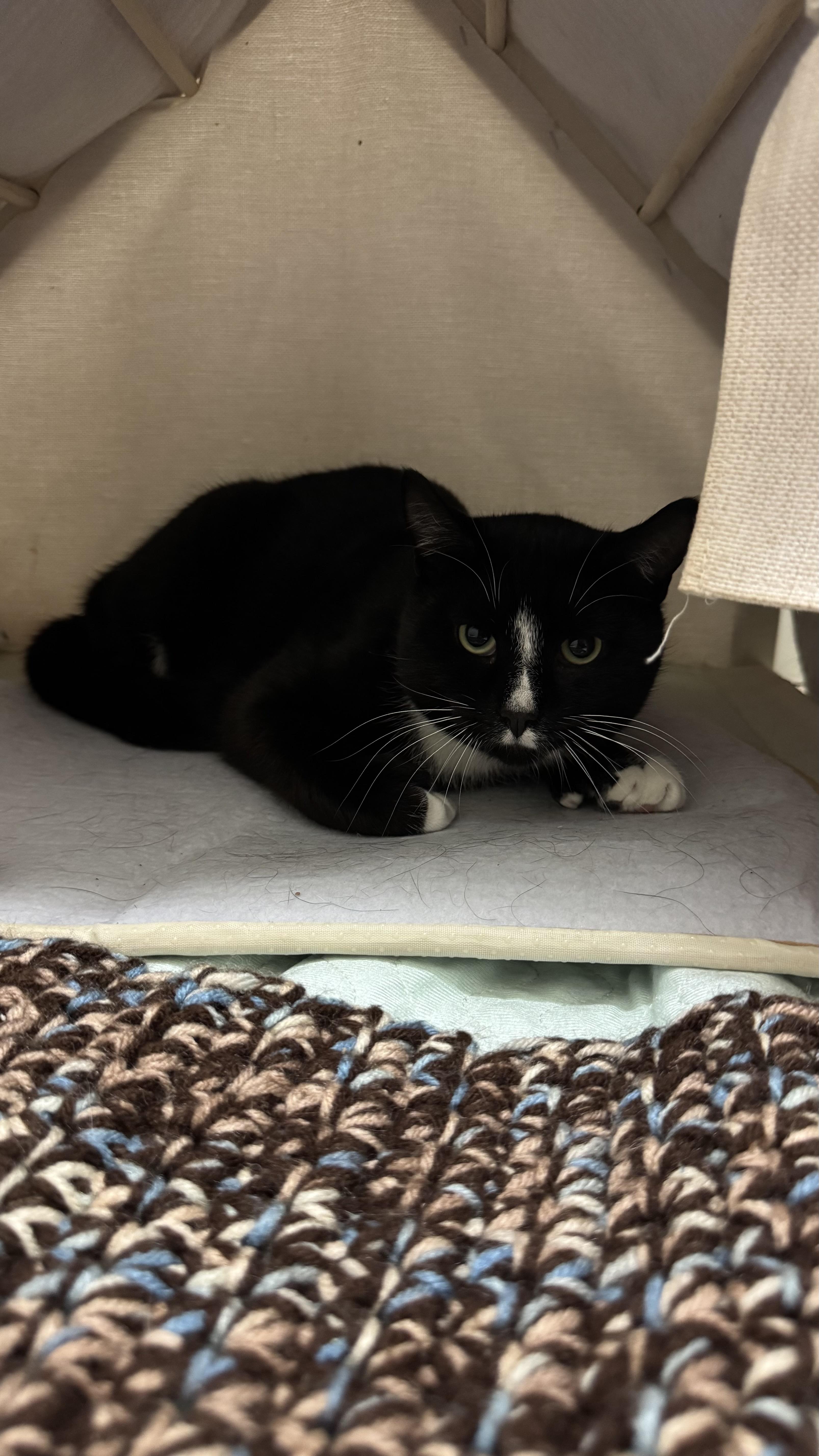 Mr. Penguino thumbnail 2