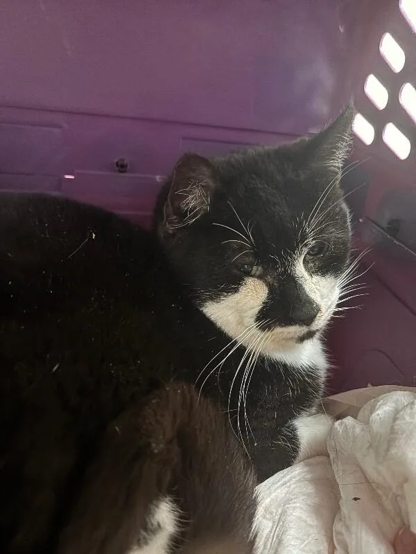 An adult medium-sized female Black Domestic Short Hair cat named Fifi for adoption in Grand Rapids, MI