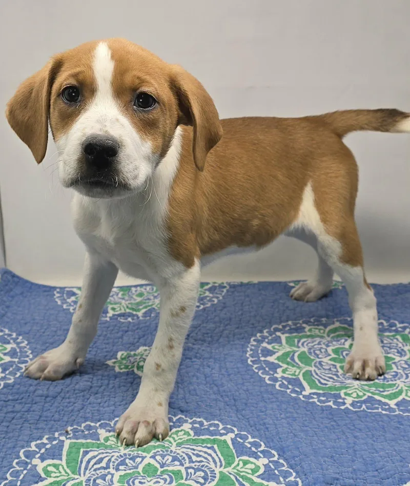 Daedalus thumbnail 2