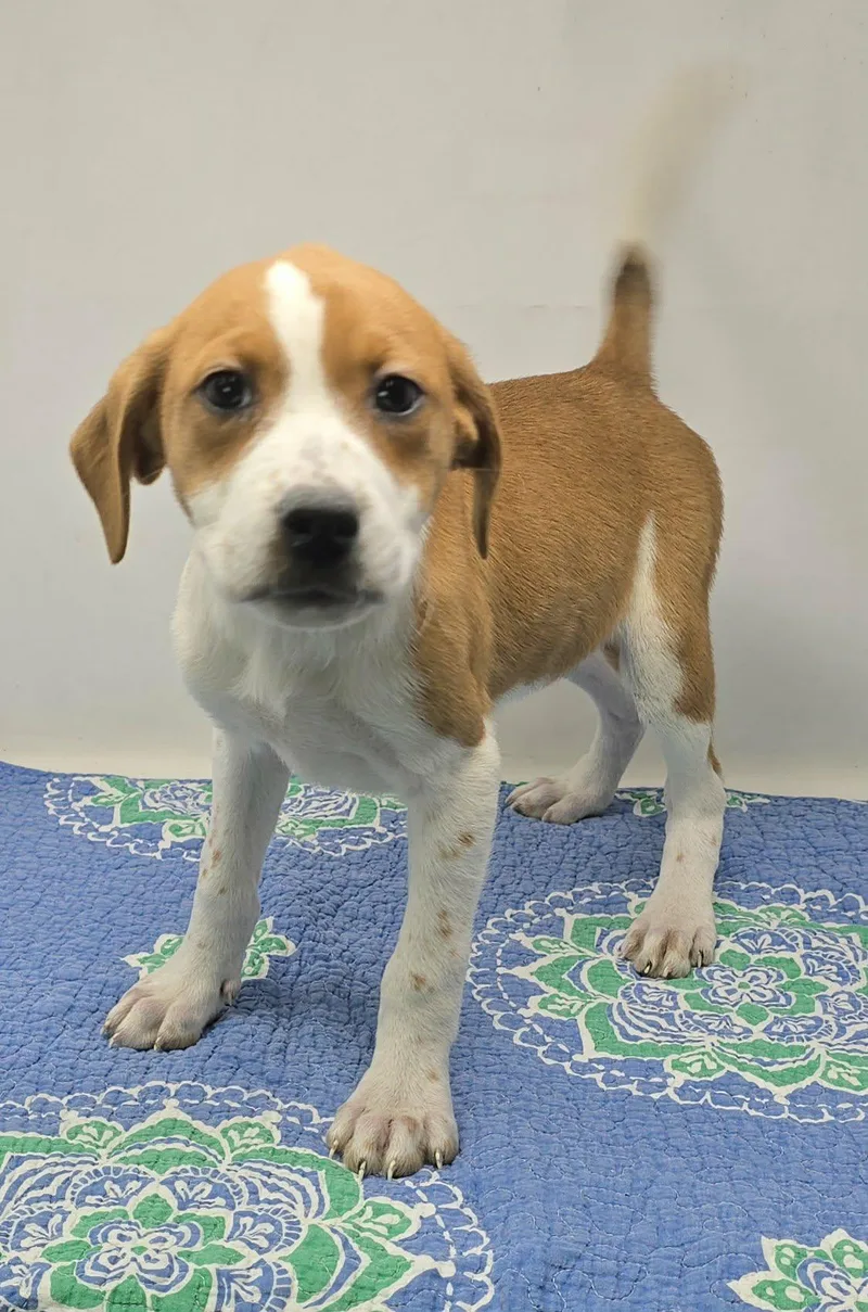 Daedalus thumbnail 3