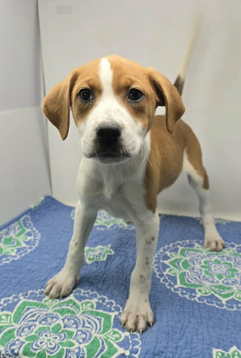 Daedalus thumbnail 4