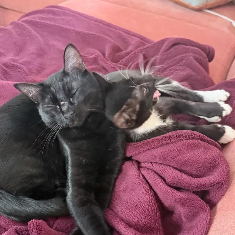 Pretty Boy Floyd thumbnail 2