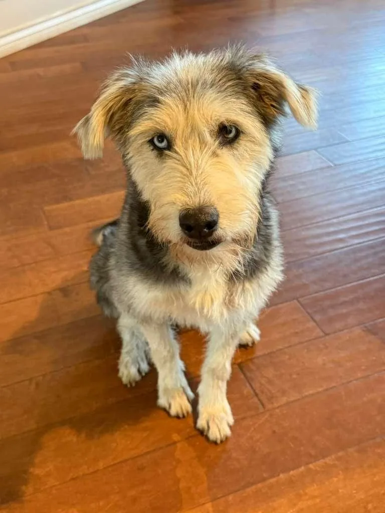 Daisy Schnauzer thumbnail 2