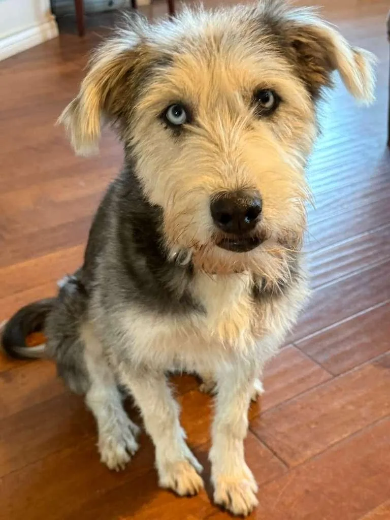 Daisy Schnauzer thumbnail 3