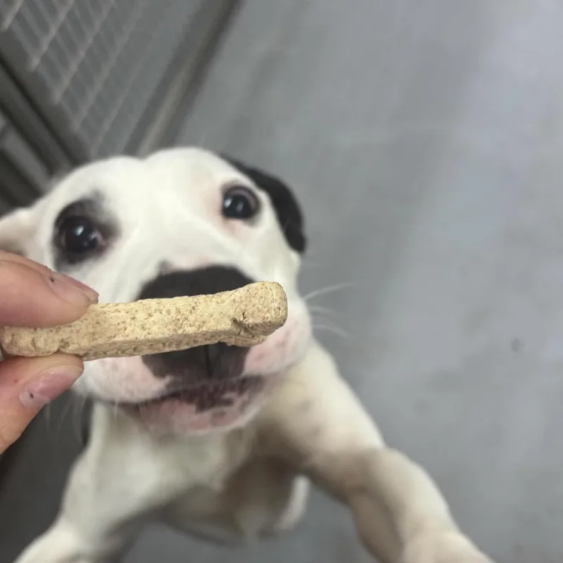 Moo Deng thumbnail 2