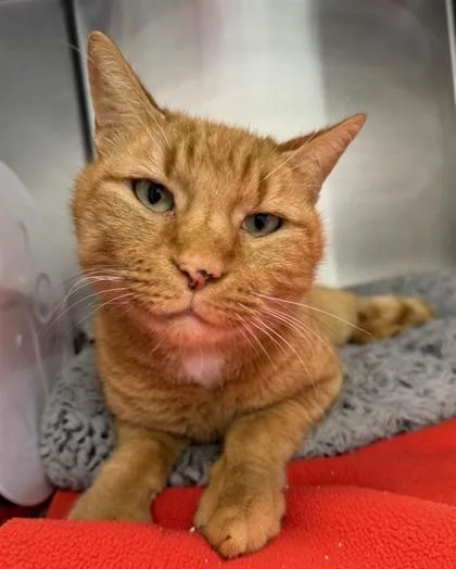 Clydesdale thumbnail 2