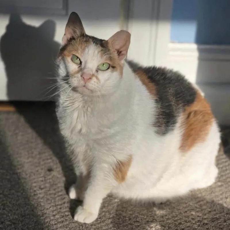 Fancy Cat thumbnail 2