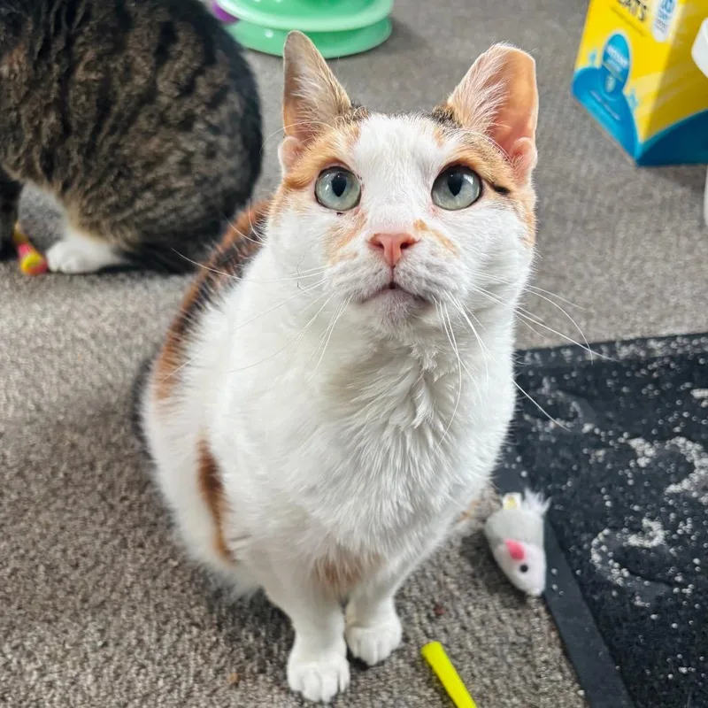 Fancy Cat thumbnail 3