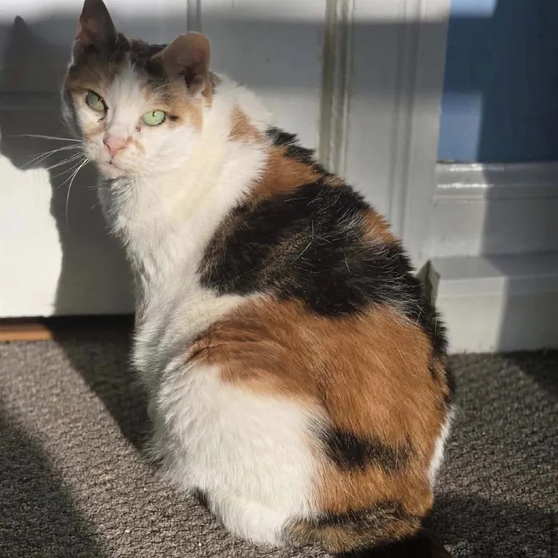 Fancy Cat thumbnail 4