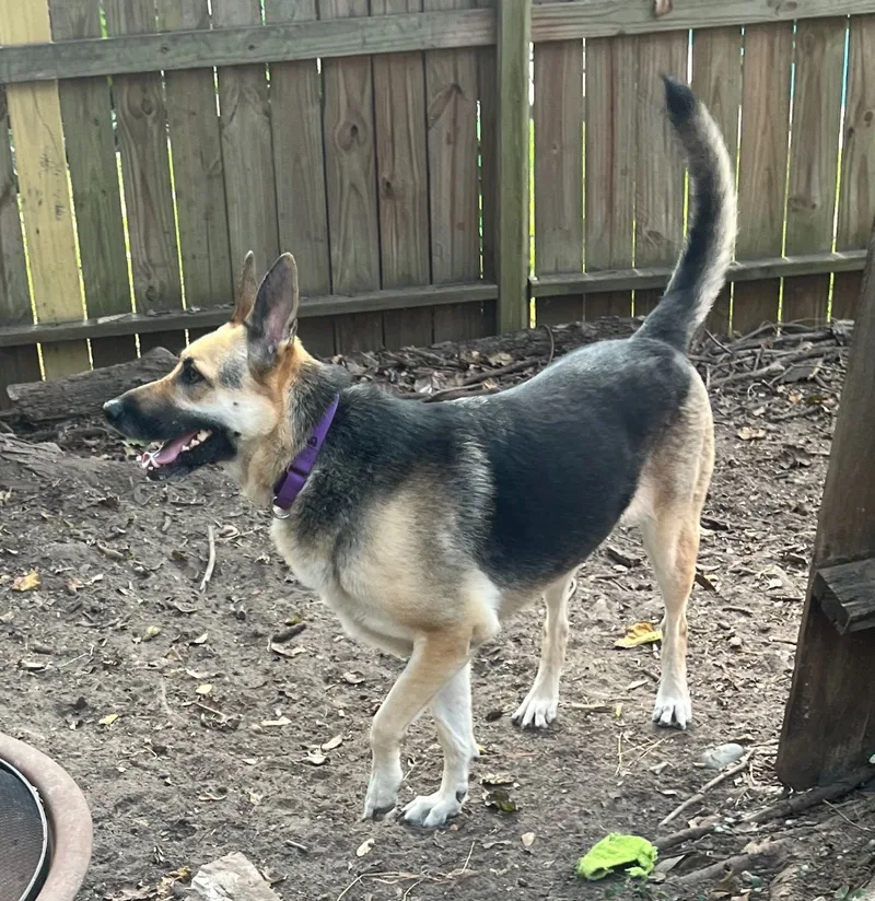 Sharifah thumbnail 2