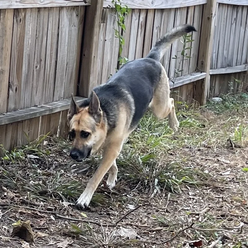 Sharifah thumbnail 3