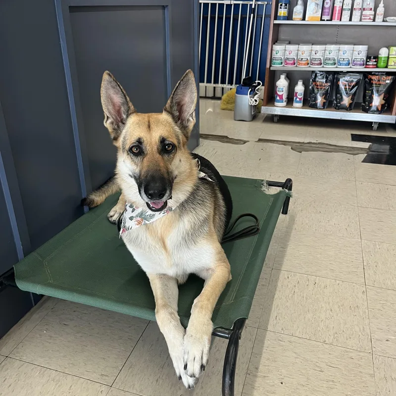 Sharifah thumbnail 4