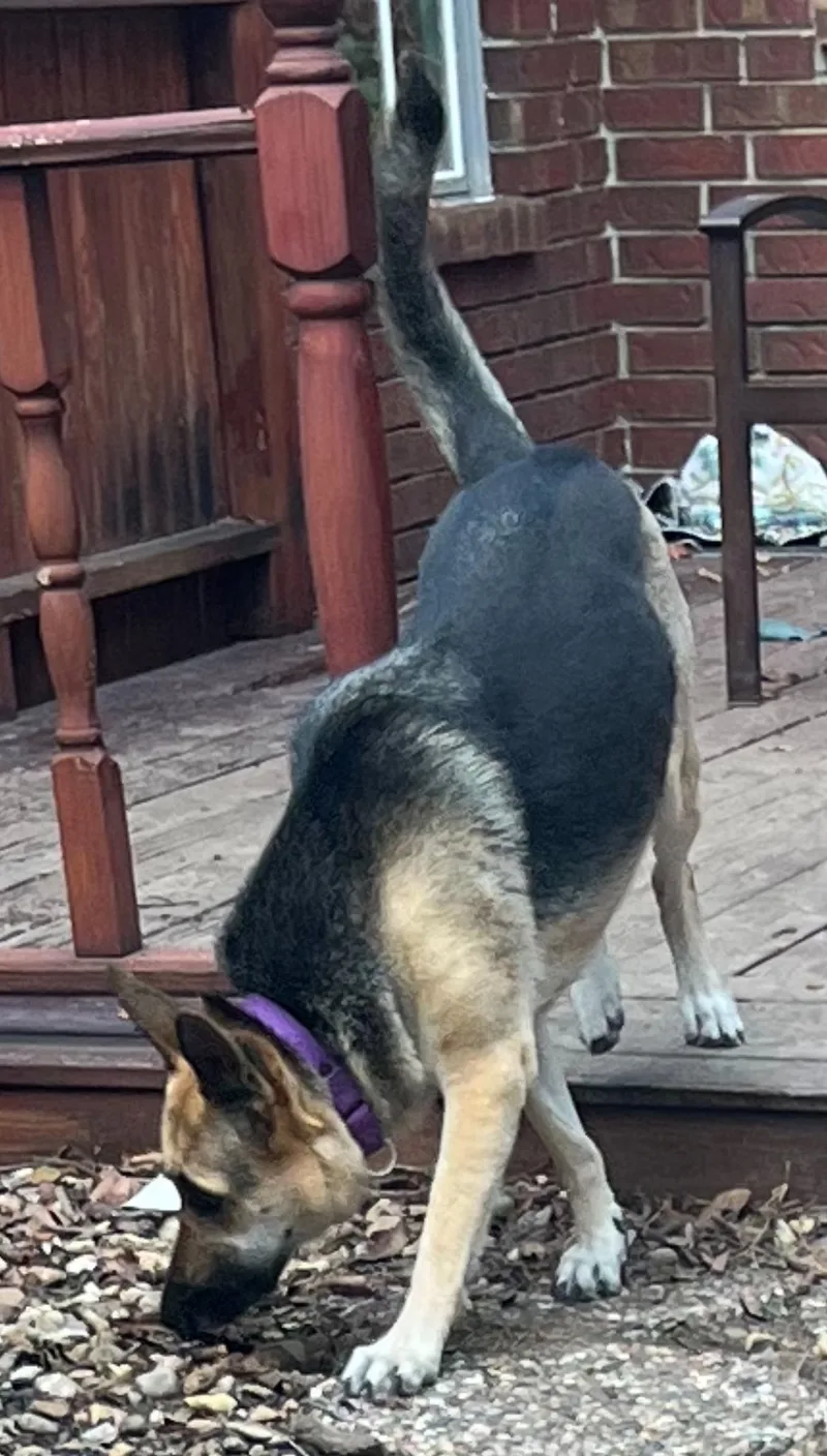 Sharifah thumbnail 5