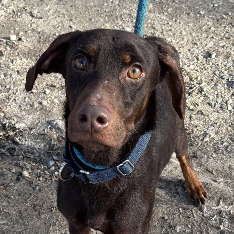 Sergeant thumbnail 2