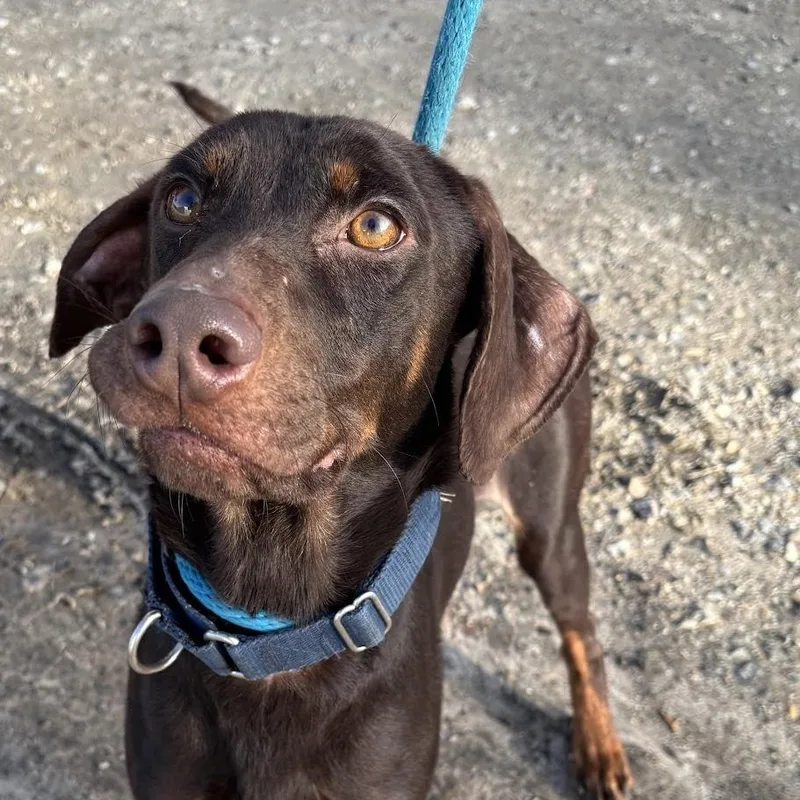 Sergeant thumbnail 3