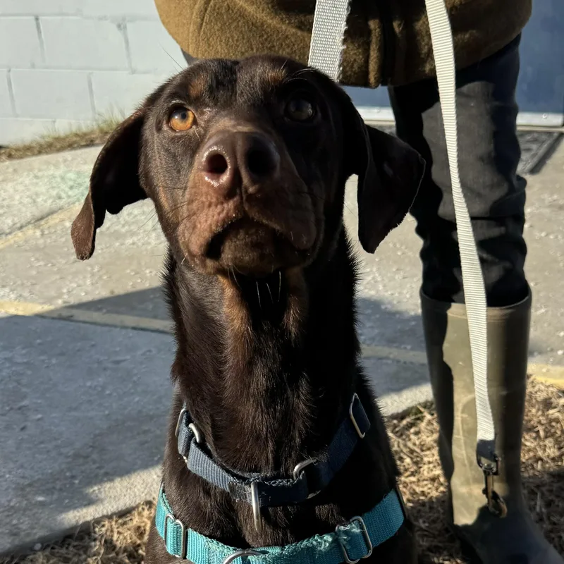 Sergeant thumbnail 4