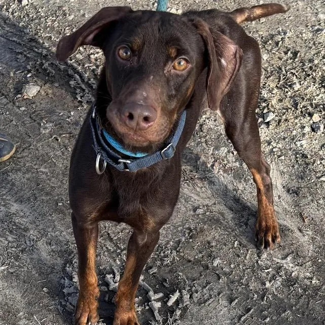 Sergeant thumbnail 5