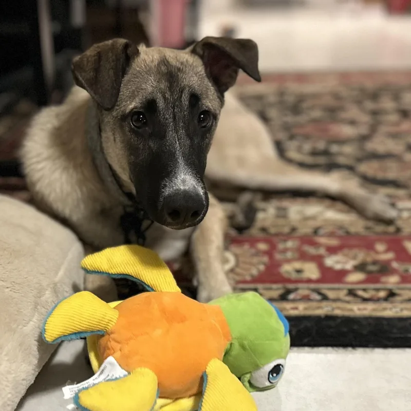 A young medium-sized male Saluki dog named Chester for adoption in New York, NY