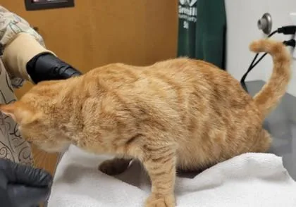 Sherbert thumbnail 2