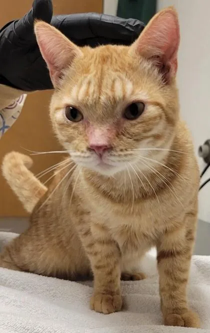 Sherbert thumbnail 3