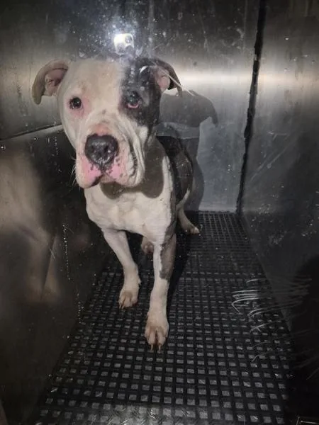 Pen  Amos thumbnail 2