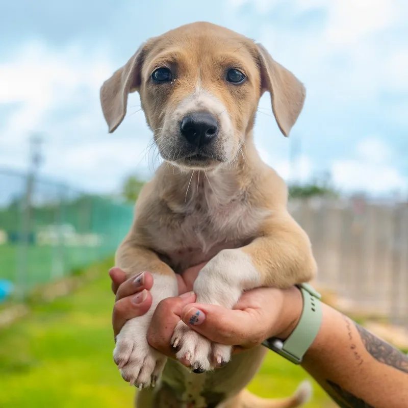 Lulu “the Love Bug” thumbnail 2