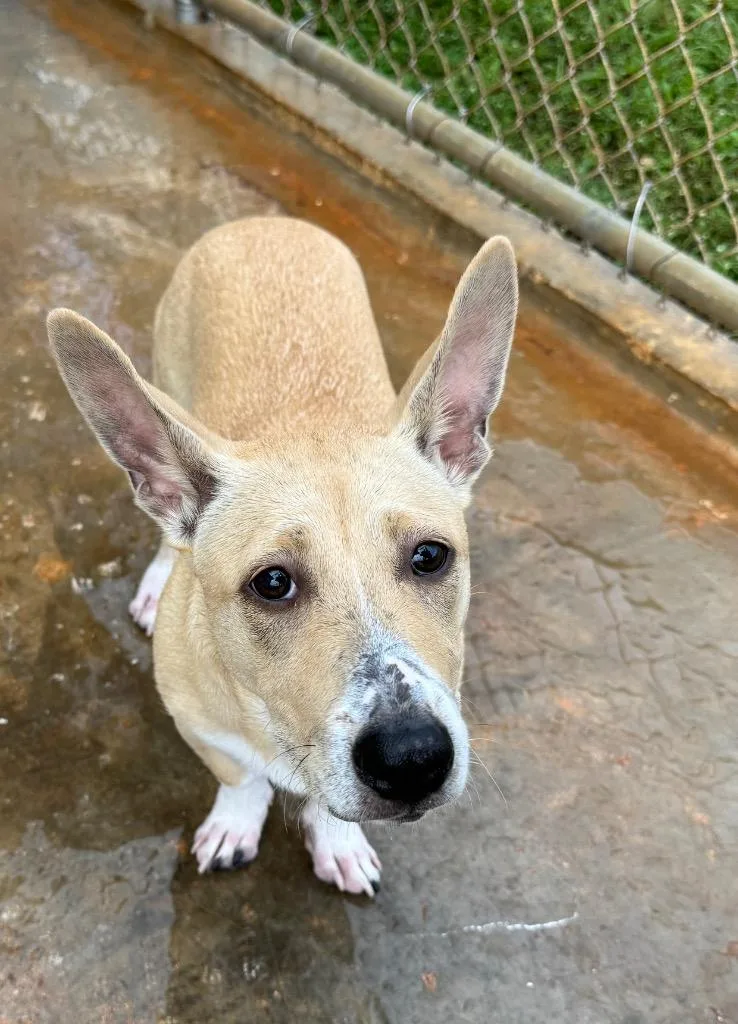 Lulu “the Love Bug” thumbnail 3