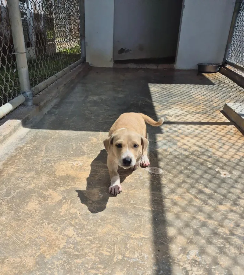 Lulu “the Love Bug” thumbnail 4