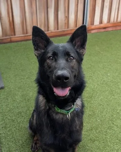 Lumberjack thumbnail 2