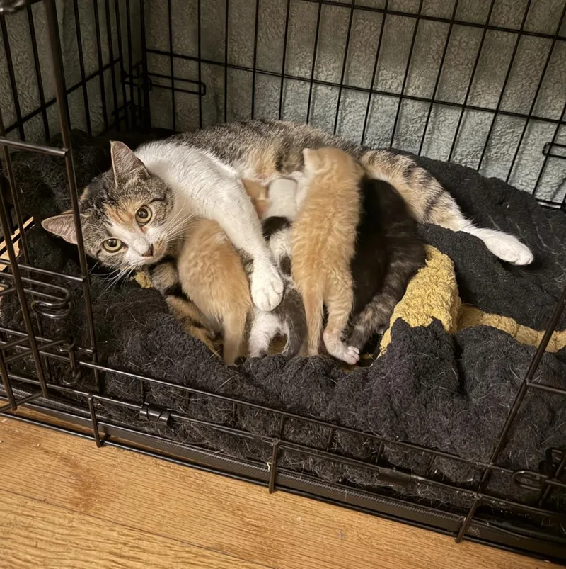 A young medium-sized female Calico Domestic Short Hair cat named Angel for adoption in Cincinnati, OH